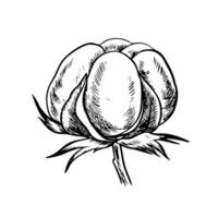 The cotton is organic. Black and white detailed, graphic, illustration in the form of a cotton box, emphasizing botanical features. A hand-drawn isolate on a white background. vector