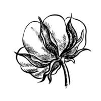 The cotton is organic. Black and white detailed, graphic, illustration in the form of a cotton box, emphasizing botanical features. A hand-drawn isolate on a white background. vector