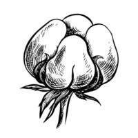 The cotton is organic. Black and white detailed, graphic, illustration in the form of a cotton box, emphasizing botanical features. A hand-drawn isolate on a white background. vector