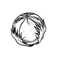 The cotton is organic. Unripe, unopened cotton. Black and white, graphic, illustration in the form of a cotton box, emphasizing botanical features. Isolate, hand-drawn on a white background. vector