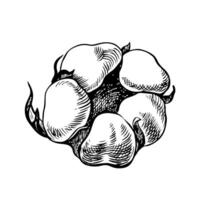 The cotton is organic. Black and white detailed, graphic, illustration in the form of a cotton box, emphasizing botanical features. A hand-drawn isolate on a white background. vector