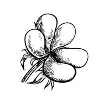 The cotton is organic. A black-and-white, graphic, illustration in the form of a blooming box with mature cotton, emphasizing botanical features. Isolate, hand-drawn on a white background. vector