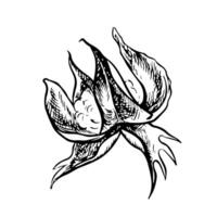 The cotton is organic. Black and white, detailed, graphic, illustration in the form of an empty cotton box, emphasizing botanical features. Isolate, hand-drawn on a white background. vector