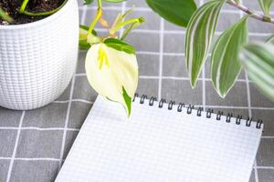An empty mock up notebook with a pen on a table with home potted plants. Recording recommendations for plant care photo