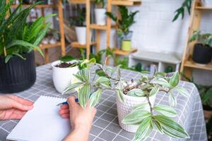 An empty mock up notebook with a pen on a table with home potted plants. Recording recommendations for plant care photo