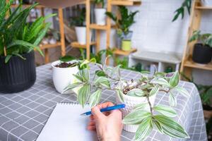 An empty mock up notebook with a pen on a table with home potted plants. Recording recommendations for plant care photo