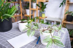 An empty mock up notebook with a pen on a table with home potted plants. Recording recommendations for plant care photo