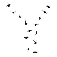 Silhouette sketch of a flock of flying birds, flight in different positions. Takeoff, flying, flight, flutter, hover, soaring, landing vector