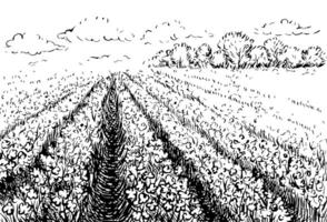 Cotton field. Black and white, detailed, graphic, illustration in the form of an agricultural cotton field. Landscape with an agricultural field. Isolate, hand-drawn on a white background. vector