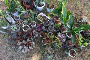 Domestic tropical plants are a group walking outside in the summer to accelerate growth. Walking home plants in pots in the garden photo