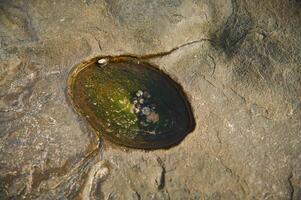 Close-up of a rocky surface with small tidal pool and barnacles photo