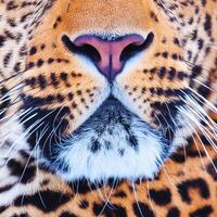 a close up of a leopard's face photo
