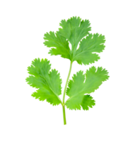 Top view set of fresh green coriander or Chinese parsley leaves isolated with clipping path in file format png