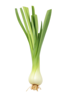Single Spring Onion isolate on white Background png