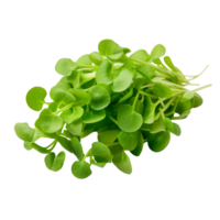 fresh green leaves on a transparent background png
