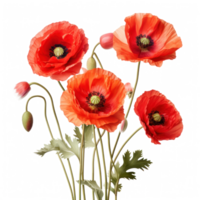 Red Poppies with Green Stems on Isolated Background for Botanical Nature Prints and Floral Design. png