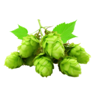 Fresh Green Hop Cones with Leaves on Isolated Background. png