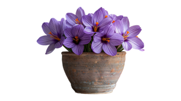 Saffron plant in a pot on a transparent background png