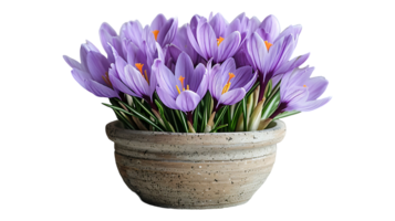 Saffron plant in a pot on a transparent background png