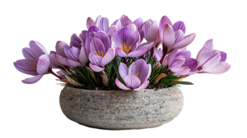 Saffron plant in a pot on a transparent background png