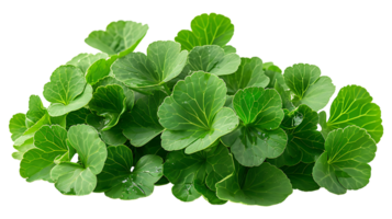 Fresh gotu kola leaves on a transparent background png