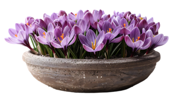 Saffron plant in a pot on a transparent background png