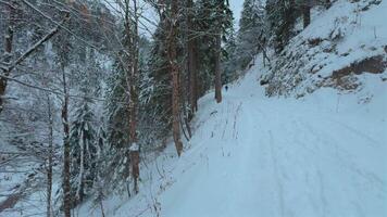 Male hiker walks through snowy coniferous forest with small backpack in Bavarian Alps in Germany. Winter day, pine forest in mountains, view from back. Adventure and nature concept. Winter landscape. video