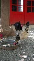 Chickens peacefully drinking water in a serene farmyard with a rustic barn and lush trees video