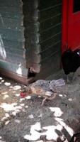 Chickens roam and feed outside a rustic coop in the sunny countryside, creating a picturesque scene video