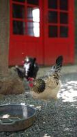 On a rural farm, a picturesque scene unfolds with chickens wandering in front of a vibrant red door video