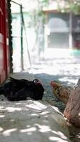 Chickens rest in a sundappled farmyard, enjoying the serene environment under tree shade video