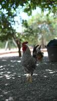 Speckled rooster with colorful feathers pecks in rustic farmyard among trees and greenery video