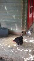 Farm Chickens freely roam near a Wooden Shed with a Red Door in a rural setting under the daylight video