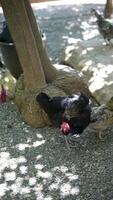 Chickens peacefully foraging in their natural habitat under the shade of trees in a rural setting video