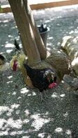 Chickens gather under a tree in a sunlit outdoor enclosure on a farm, enjoying the rural setting video