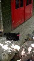 In a tranquil countryside, chickens on a farm with a red barn and feeder create a serene scene video