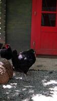 Chickens are happily kept in a coop with a red door, surrounded by a tree trunk video