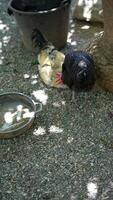 In a rustic outdoor setting, there is a rooster and hen in a backyard scene typical of rural areas video