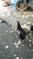 Chickens peacefully residing in a sunny poultry coop on a beautiful day in a rural setting video