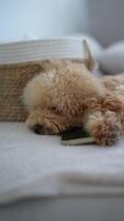 A poodle puppy is peacefully resting on a soft and cozy bed, appearing calm and content video
