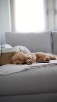A cute dog relaxes on a couch with a tablet and basket nearby, creating a cozy atmosphere video