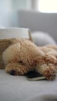 An endearing Poodle puppy peacefully rests with its paw resting on a smartphone while sleeping video