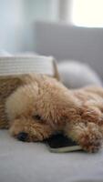 A dog peacefully resting on a cozy couch, creating a serene atmosphere of comfort in the home video