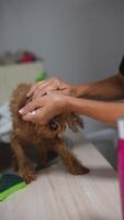 A dog is being lovingly groomed during a carefilled grooming session as seen in the image video