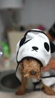 Assistir uma fofa cachorro vestido Como uma panda desfrutando uma banho dentro uma engraçado animal aliciamento sessão video