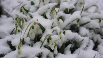 Close-up footage of snow melting and snowdrop flower blooming Early spring in the forest. Snowdrop flowers, Glade of snowdrops swaying in the wind. Beautiful wild snowdrops blossom, closeup. video