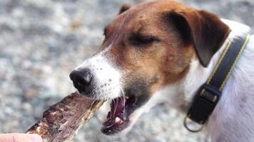 Cute senior Fox Terrier puppy fetching a stick on the beach. Handsome man and his dog playing fetch at the beach on sunset. Slow motion video