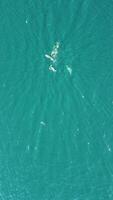 Vertical aerial view of the dolphins slowly swimming in crystal clear turquoise waters. Group of endemic marine mammals migrating along coastline as seen from above. video