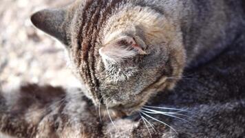 Gray striped cat resting on the tree, basking in the sun, waking up, and yawning. Pet relaxation. video