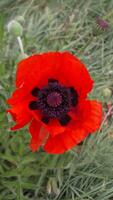 A red poppy flower with a dark center. scarlet poppies flowers with selective focus. Red poppies in soft light. Glade of red poppies. Soft focus blur. Papaver sp. Vertical video